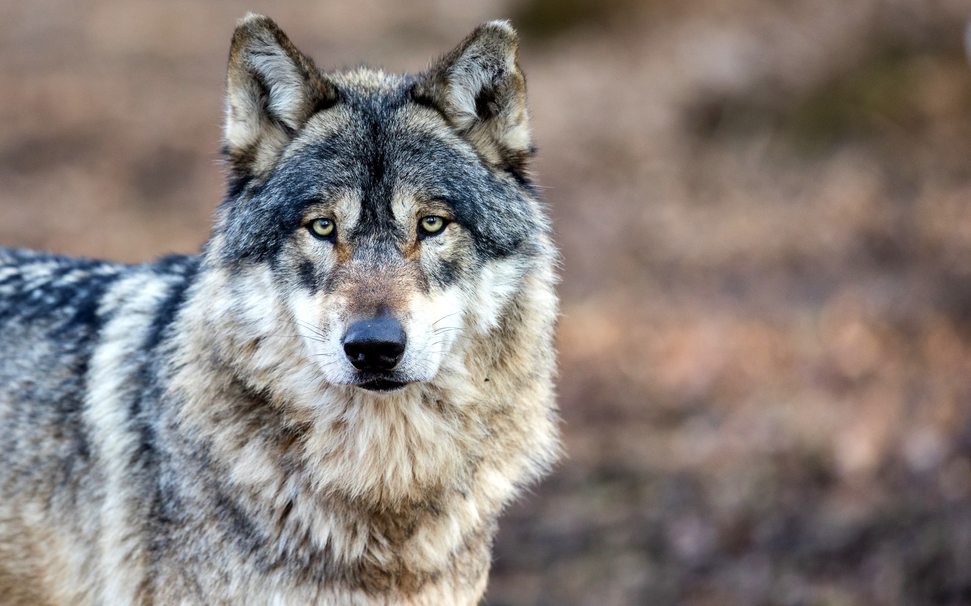 Loup : les Naturalistes montrent les crocs